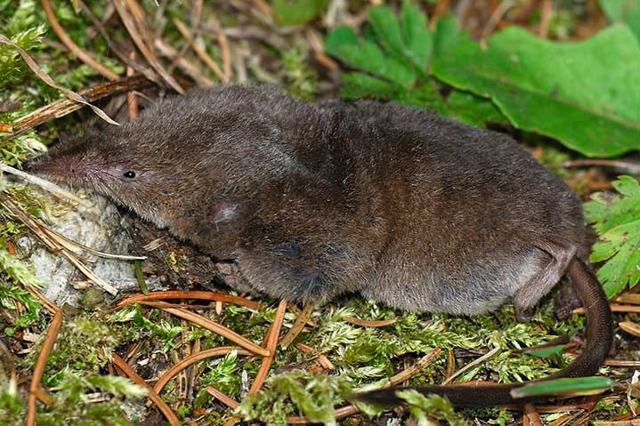 Sorex sp. - Dolomiti